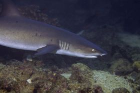 white tip shark, Coiba National Park, Panama – Best Places In The World To Retire – International Living